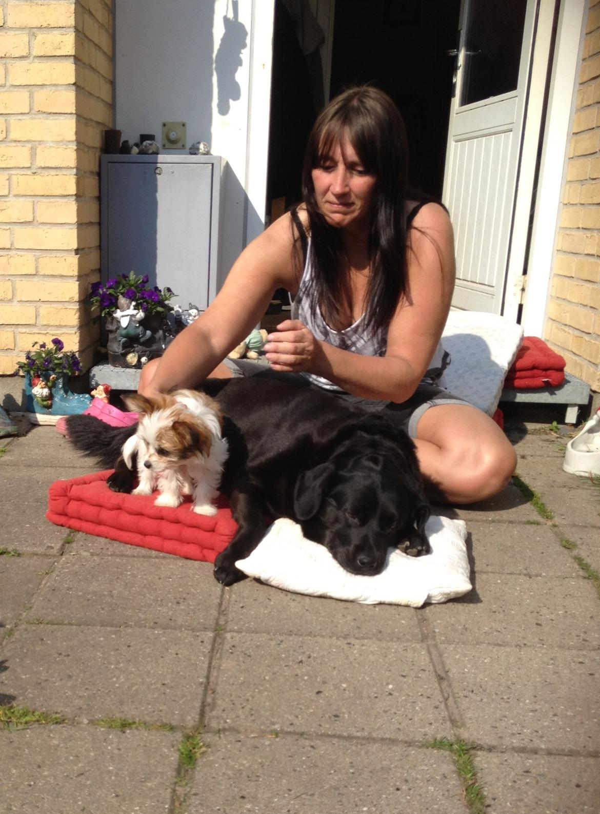 Blanding af racer Bella billede 47