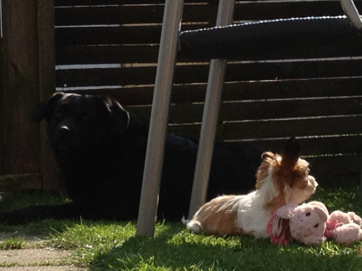 Blanding af racer Bella billede 49