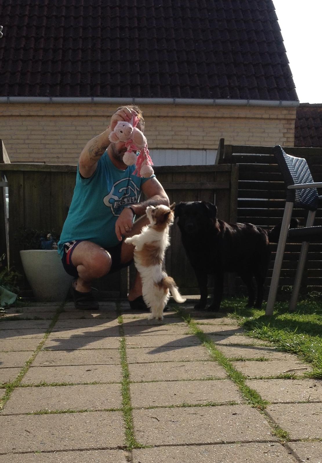 Blanding af racer Bella billede 50