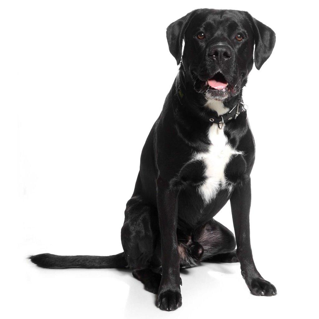 Blanding af racer Balder<3 billede 11