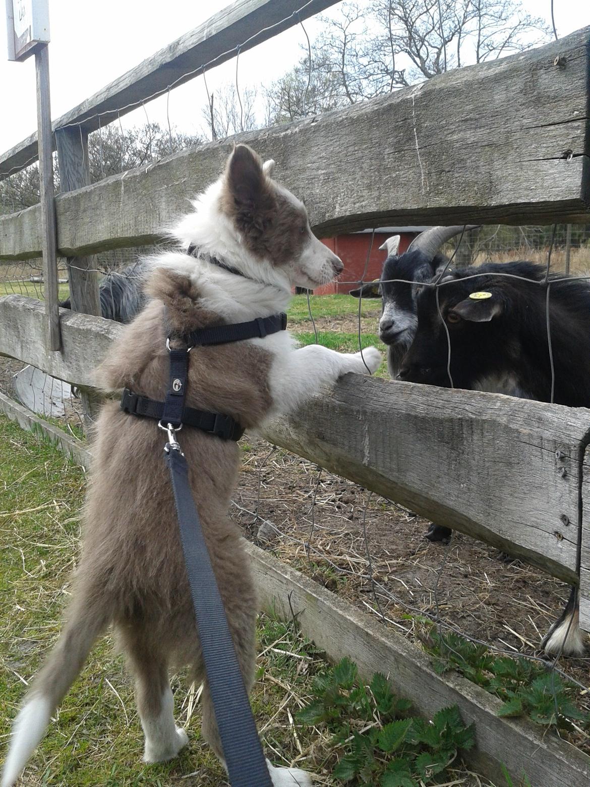 Border collie Yatzy - hej ged, i farmfun billede 31