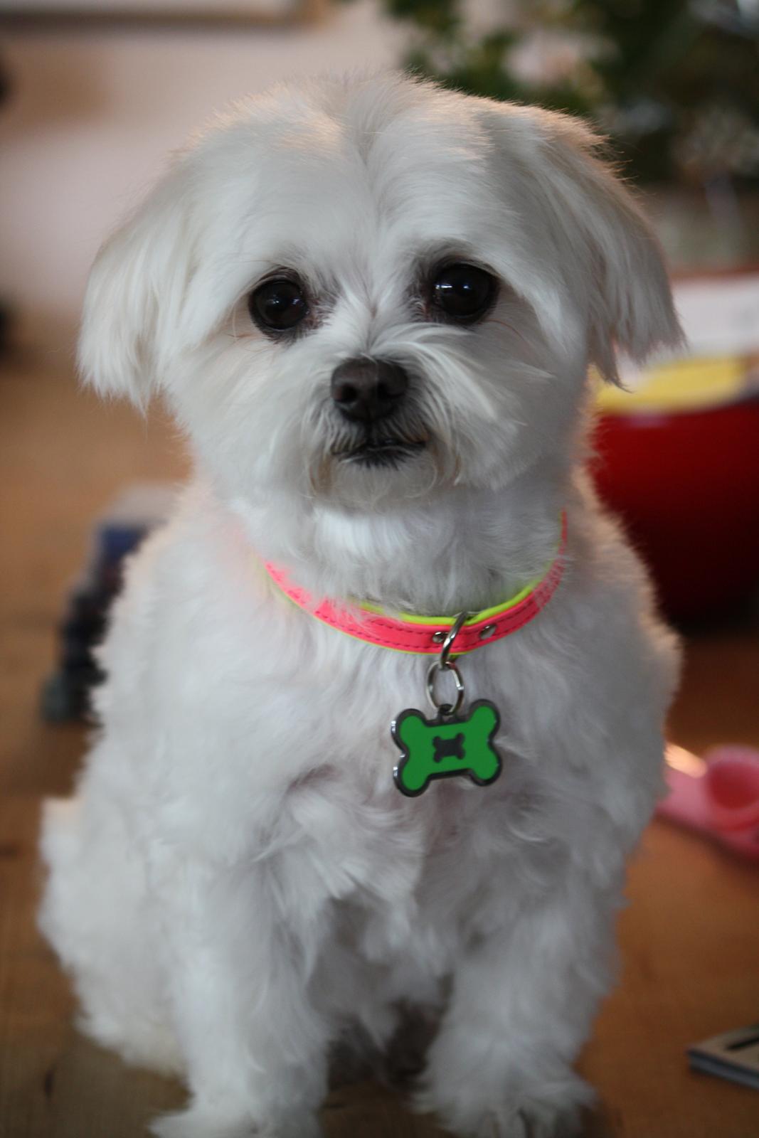 Malteser Cleo (15,5 år) billede 13