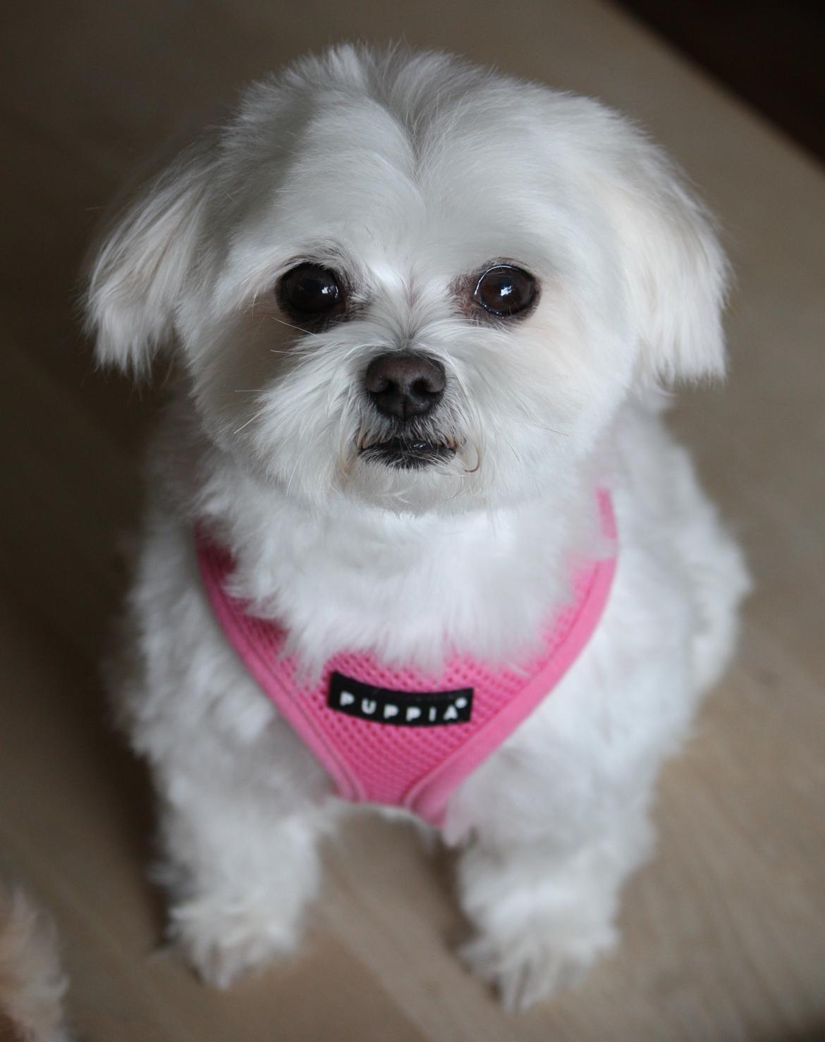 Malteser Cleo (15,5 år) billede 6