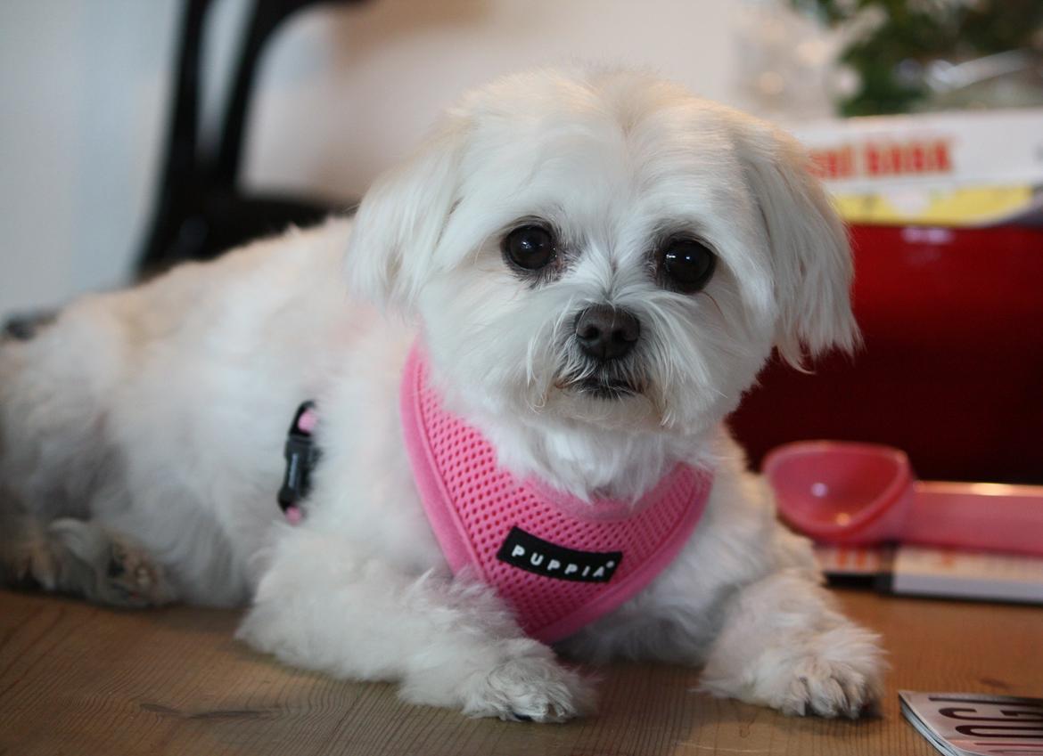 Malteser Cleo (15,5 år) billede 25