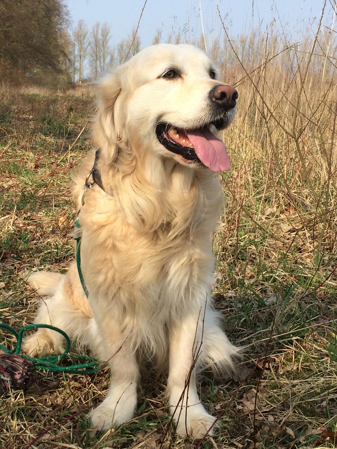 Golden retriever Baloo billede 3