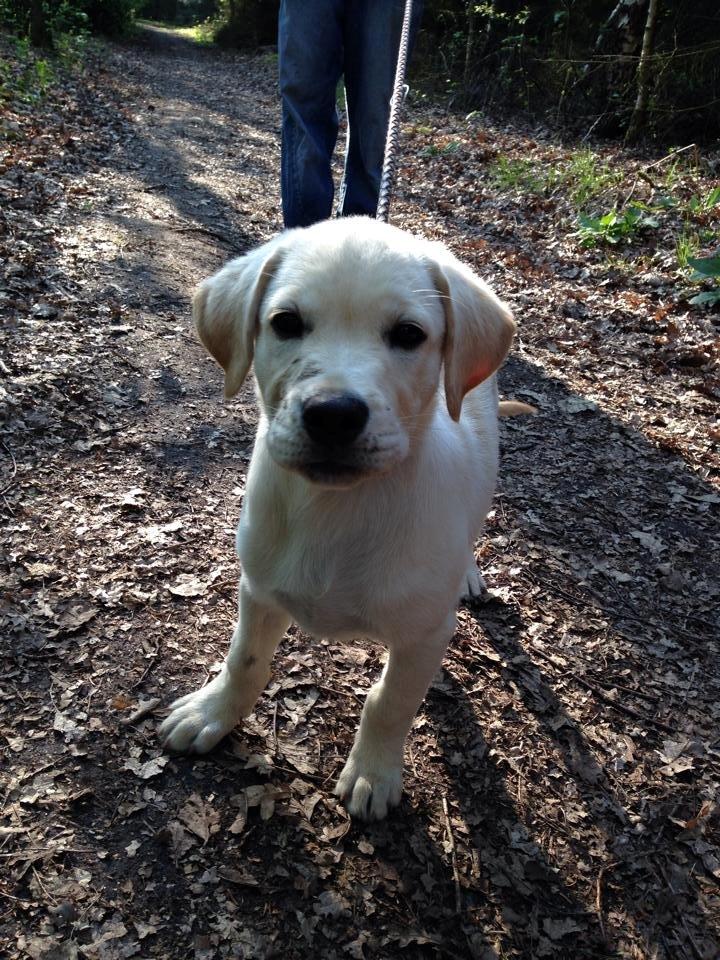 Blanding af racer Simba - Simba elsker og rode rundt i mudder :-) billede 10