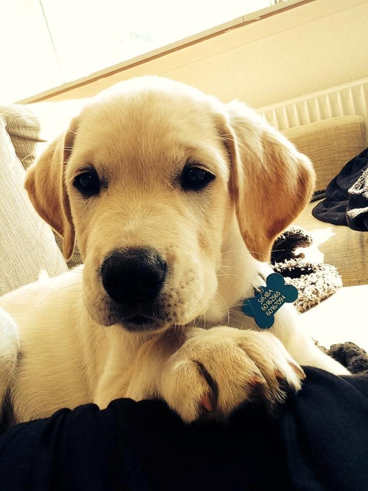 Blanding af racer Simba billede 17