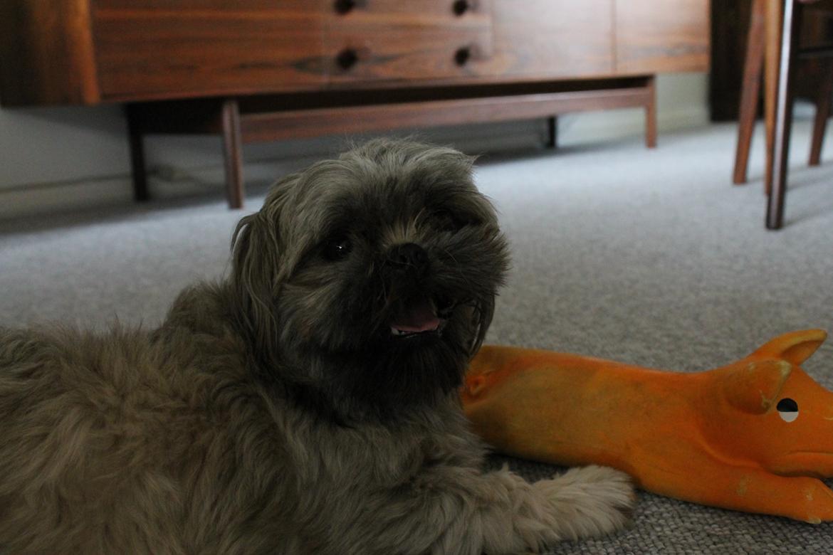 Shih tzu Anton - Anton med én af sine præmier fra dyrskuet :) billede 3