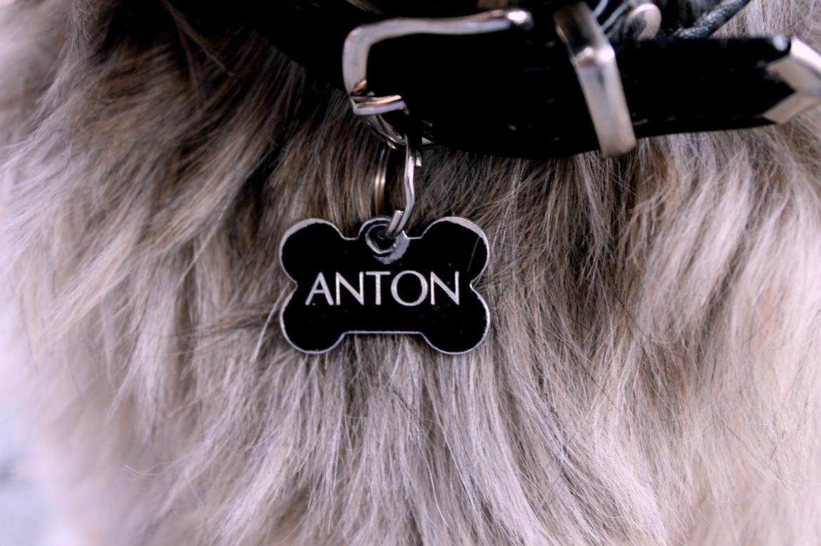 Shih tzu Anton - Elsker det her billede <3 billede 5