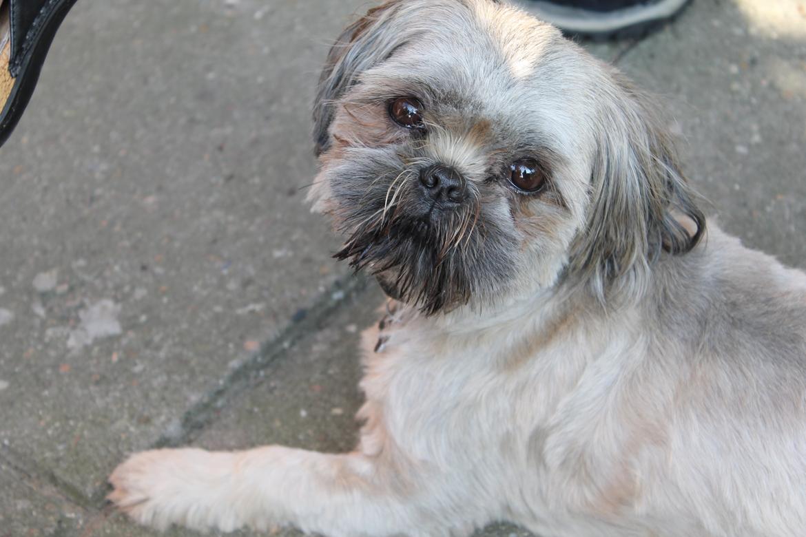 Shih tzu Anton billede 6