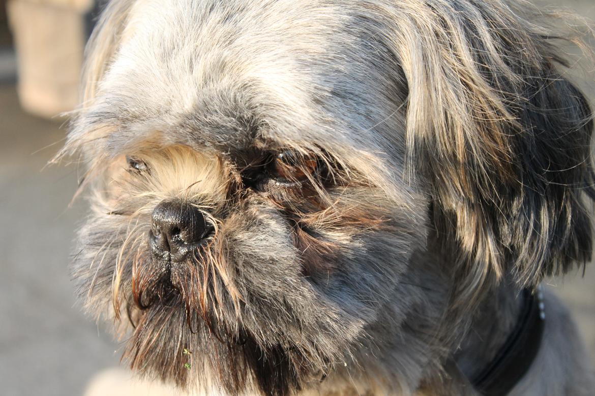Shih tzu Anton billede 7