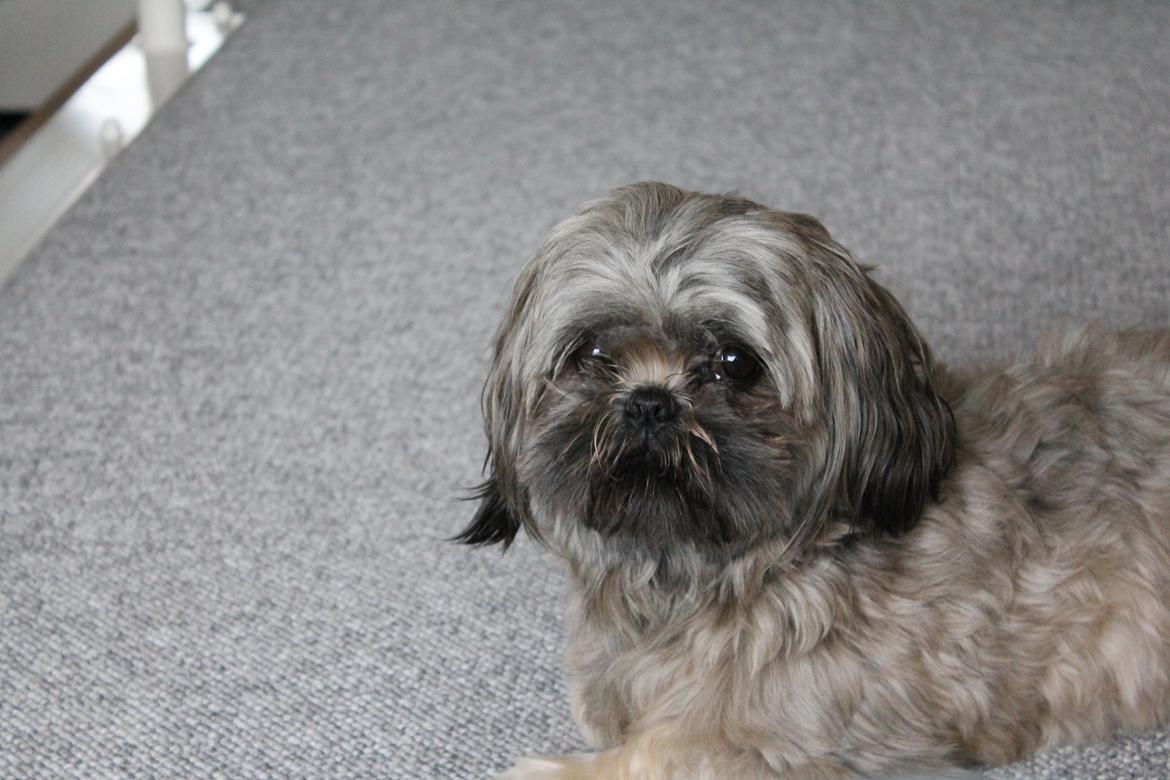 Shih tzu Anton - Hahahah, du ser tyk ud her lille vov <3 billede 4