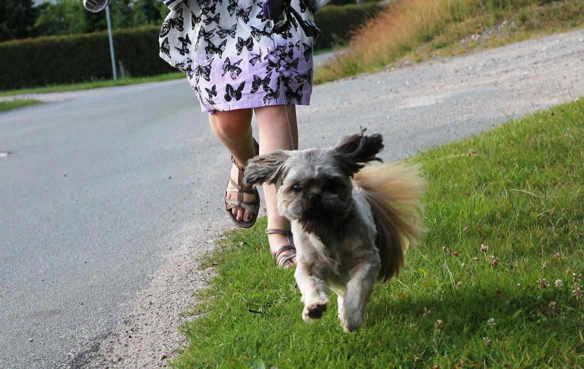 Shih tzu Anton - Dovenskaben løber :o billede 2