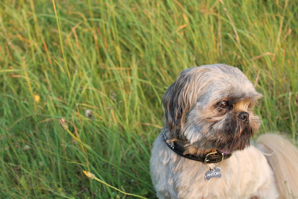 Shih tzu Anton billede 13