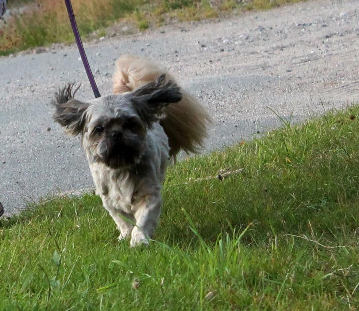 Shih tzu Anton billede 8