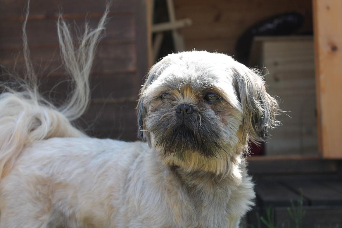 Shih tzu Anton - Elsker hans hale på det her billede :D billede 10