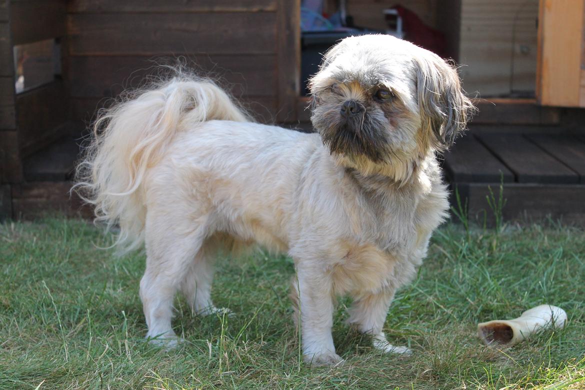 Shih tzu Anton billede 16