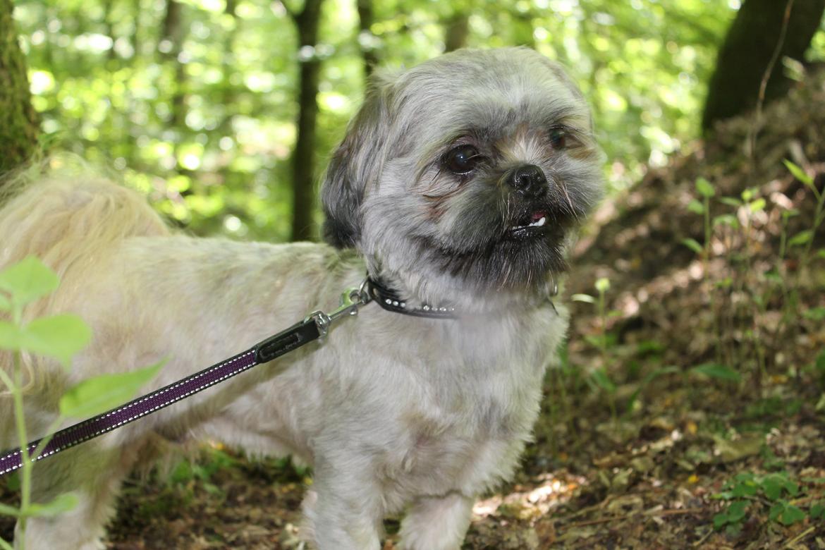 Shih tzu Anton - Han er da majestætisk? xD billede 14