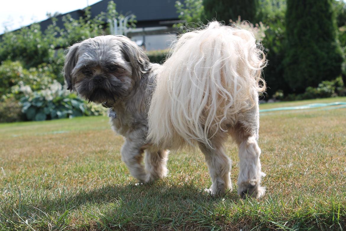 Shih tzu Anton billede 11