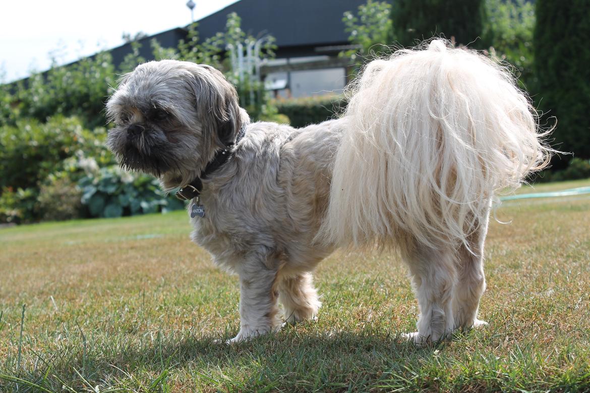 Shih tzu Anton billede 17