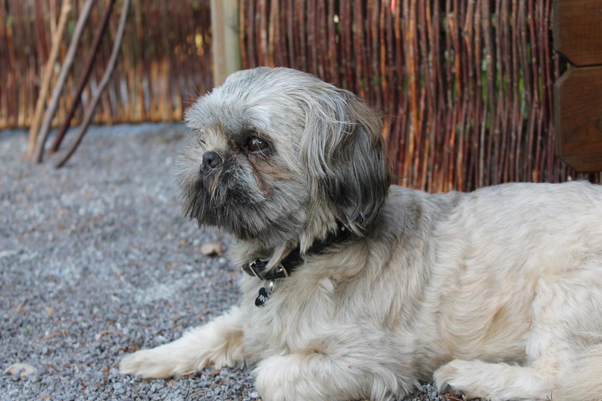 Shih tzu Anton - Anton 'hjælper' med bålmaden :) billede 18