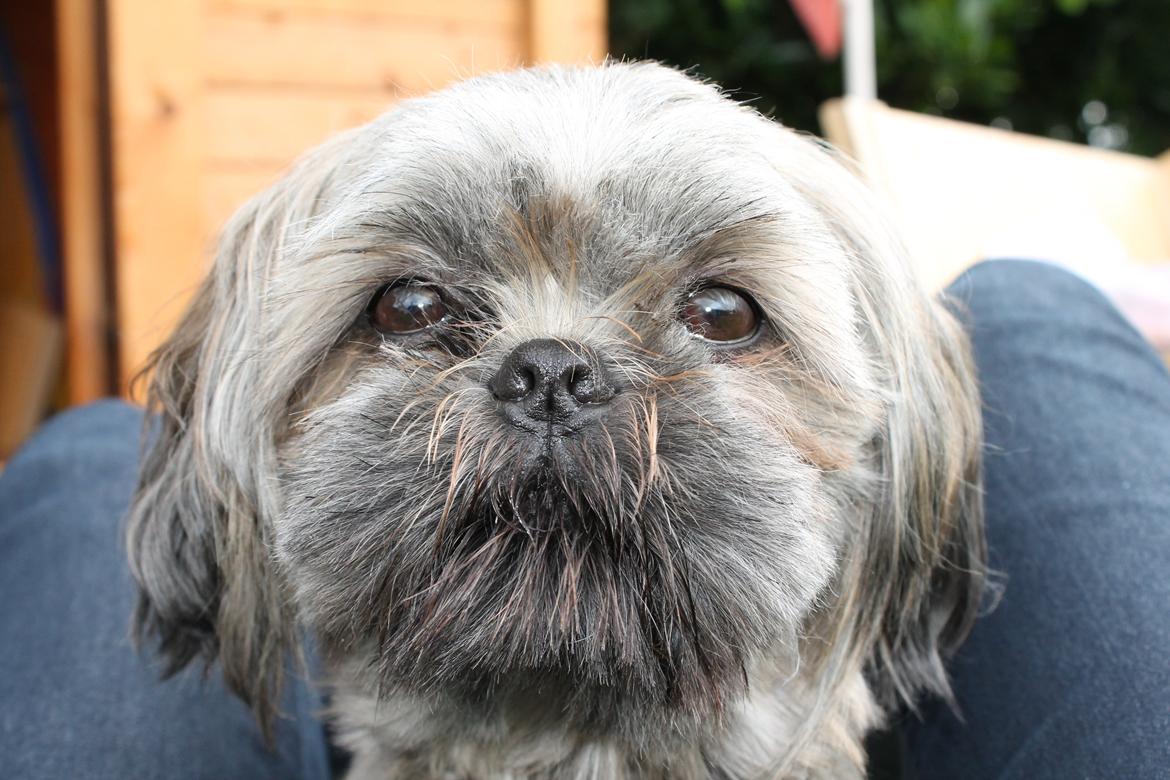 Shih tzu Anton billede 19