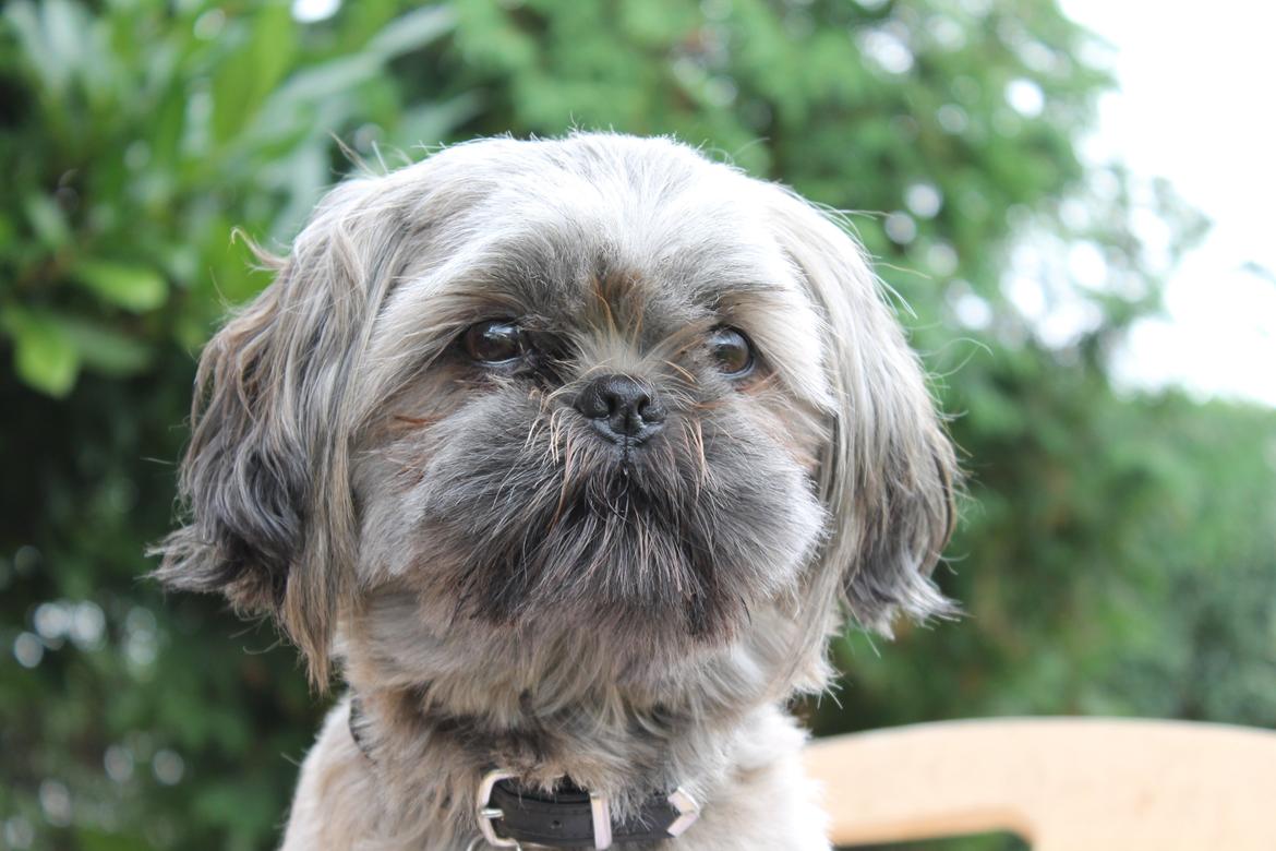 Shih tzu Anton billede 21