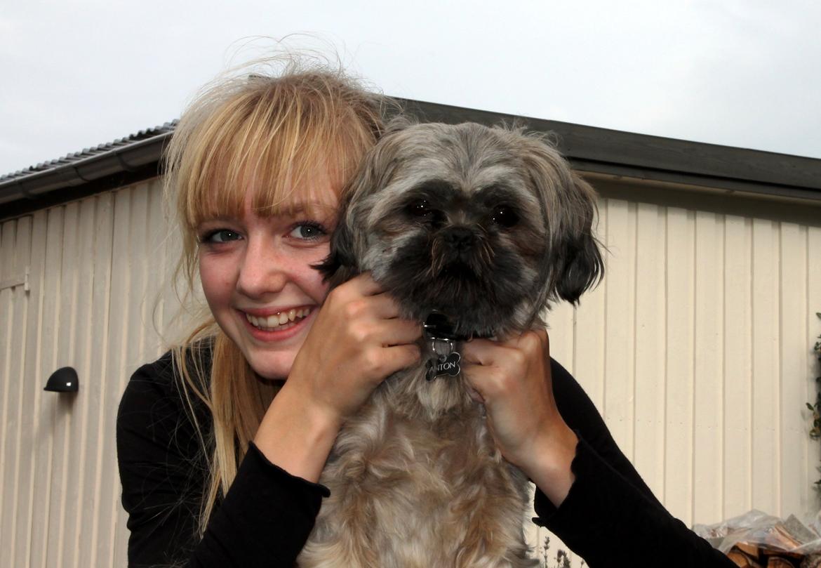 Shih tzu Anton - Elsker dig så meget, du betyder alt <3 billede 22