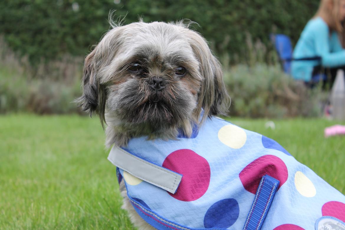 Shih tzu Anton - Modedyr 8) billede 12