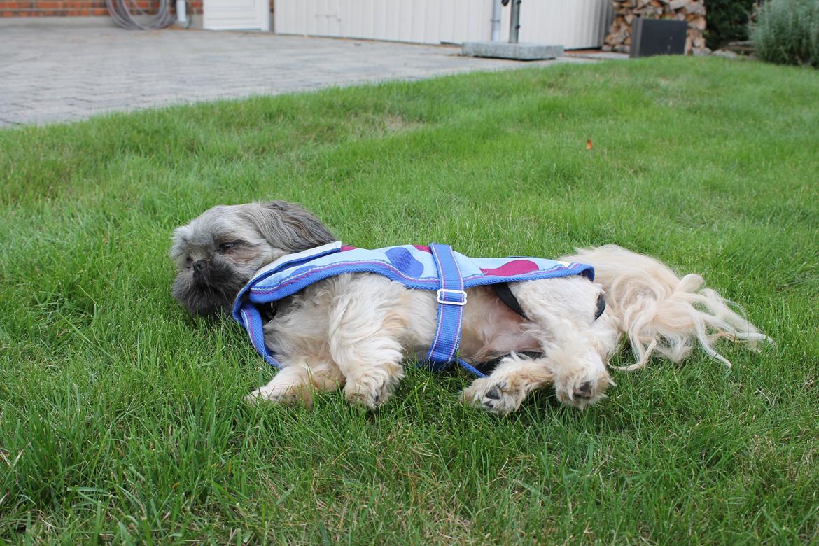 Shih tzu Anton billede 23