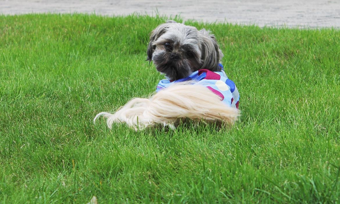 Shih tzu Anton - Vov, vov. Tak fordi du kiggede med :) Kom snart igen! billede 26