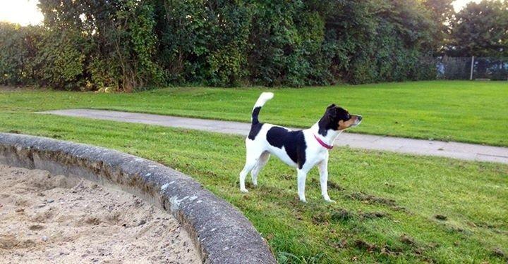 Dansk svensk gaardhund Peanut billede 4