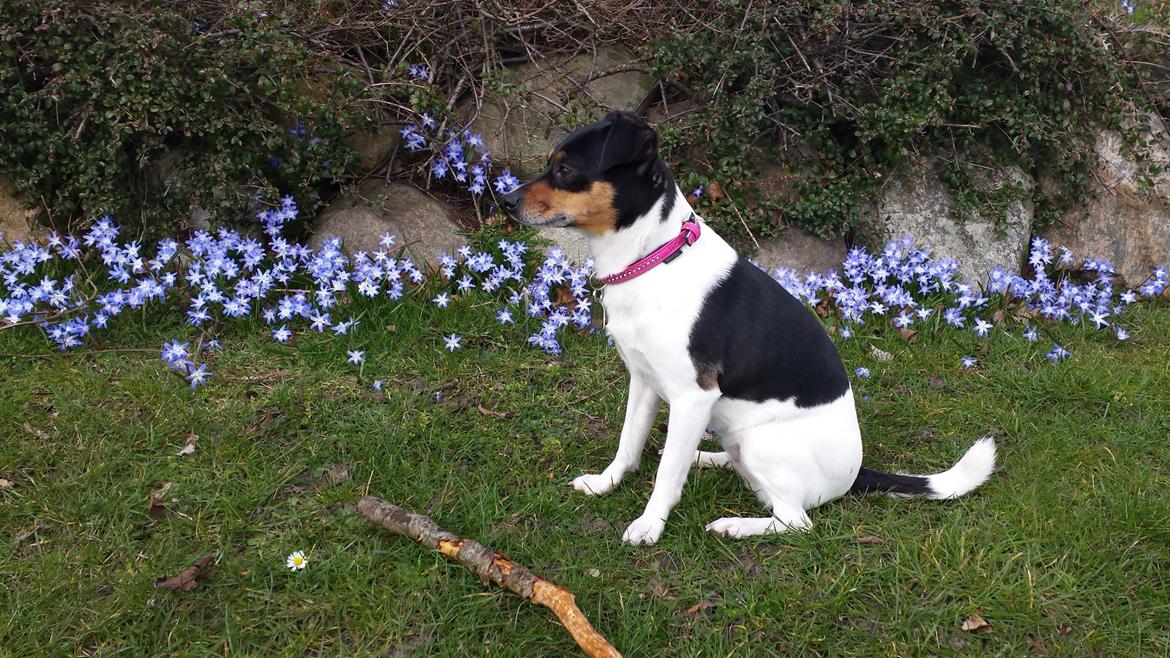 Dansk svensk gaardhund Peanut - Fra 2014 billede 9