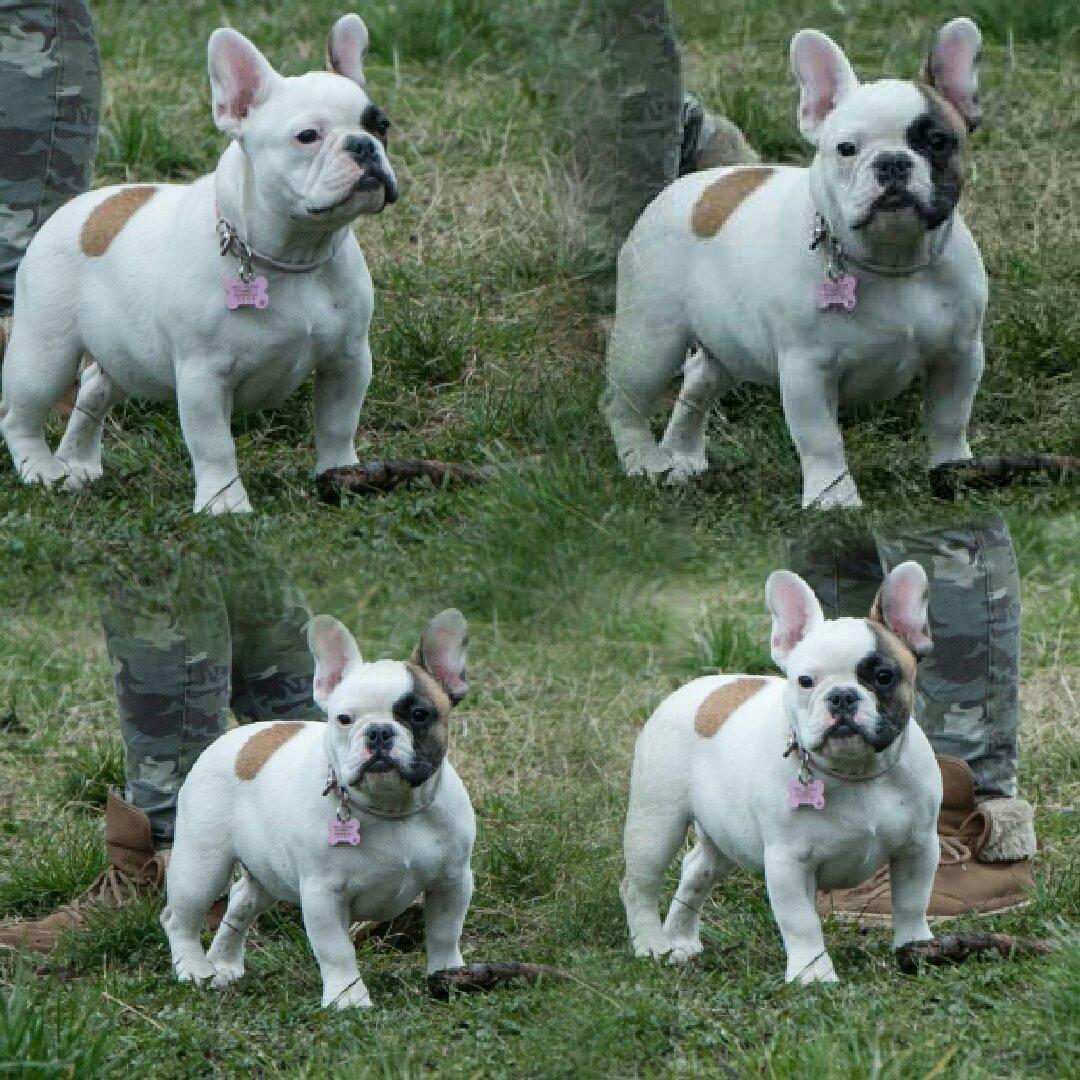 Fransk bulldog Bullystyle's Miss Personality billede 6