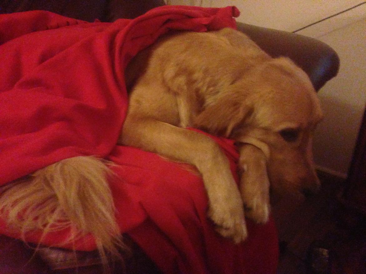 Hovawart Gaya - Jeg kan godt lide at putte  billede 2