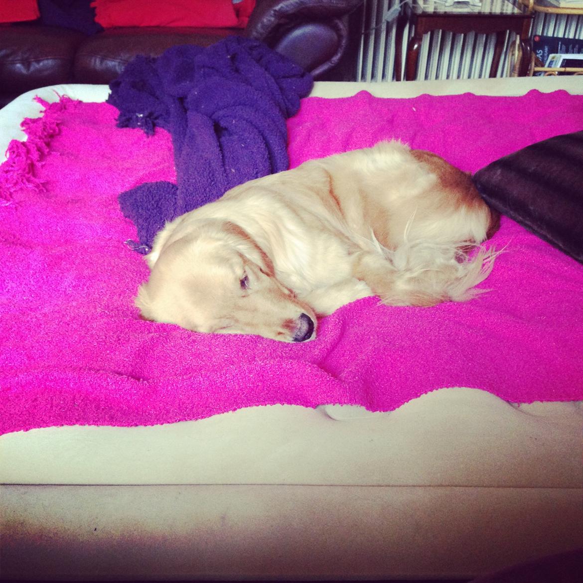 Hovawart Gaya - Luftmadrassen er også  god at få en lur på billede 3