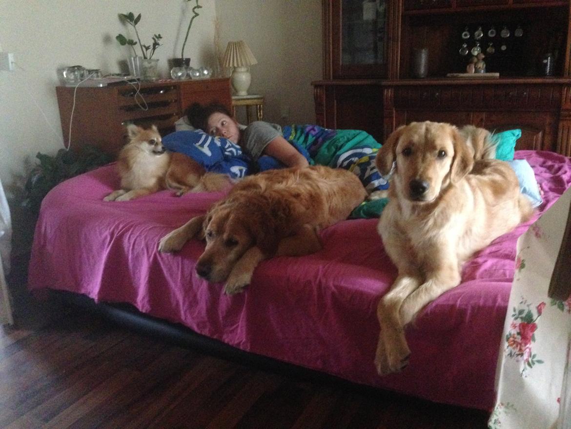 Hovawart Gaya - Her ligger jeg sammen med de to af mine hundevenner Gert og Mico billede 4