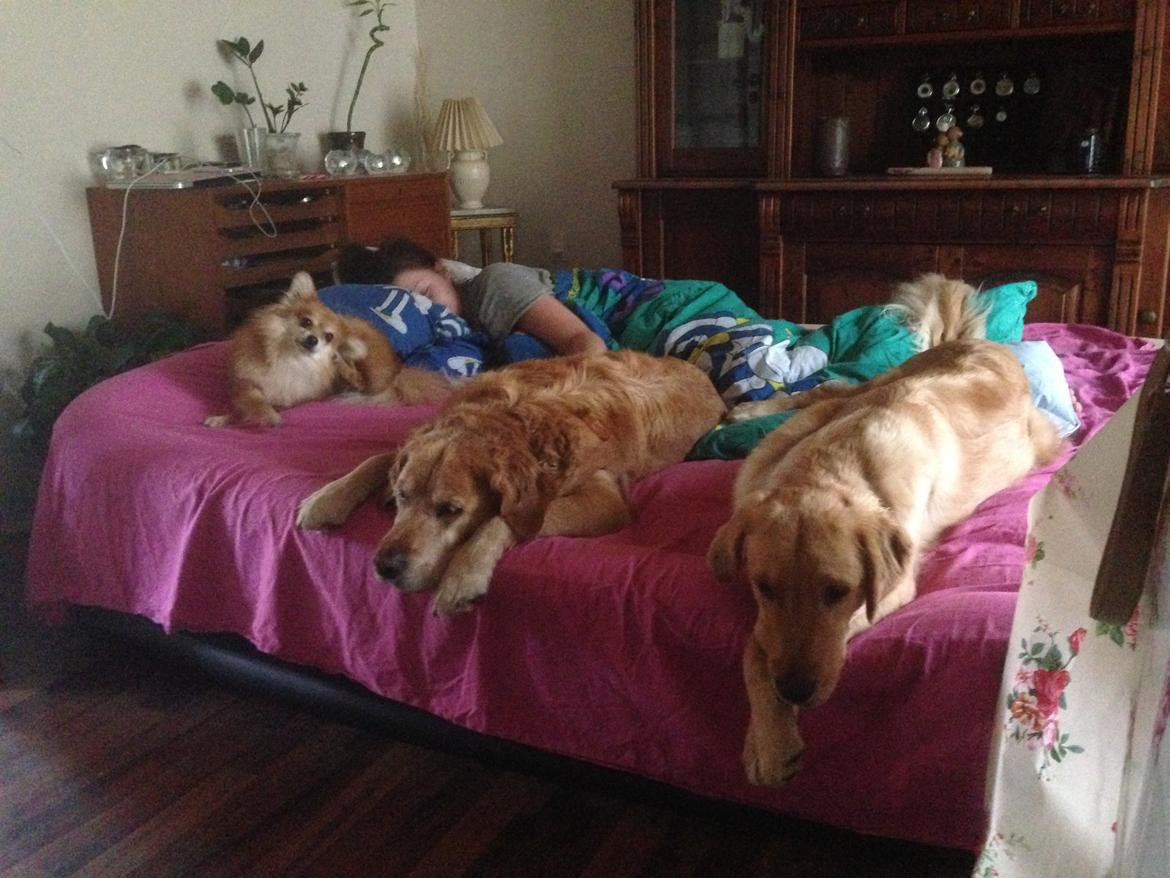 Hovawart Gaya billede 5