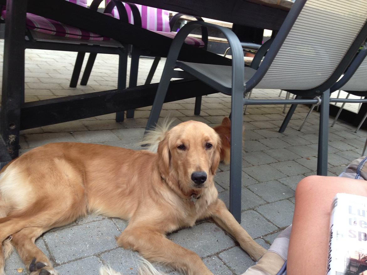 Hovawart Gaya - Hygge på terassen billede 6