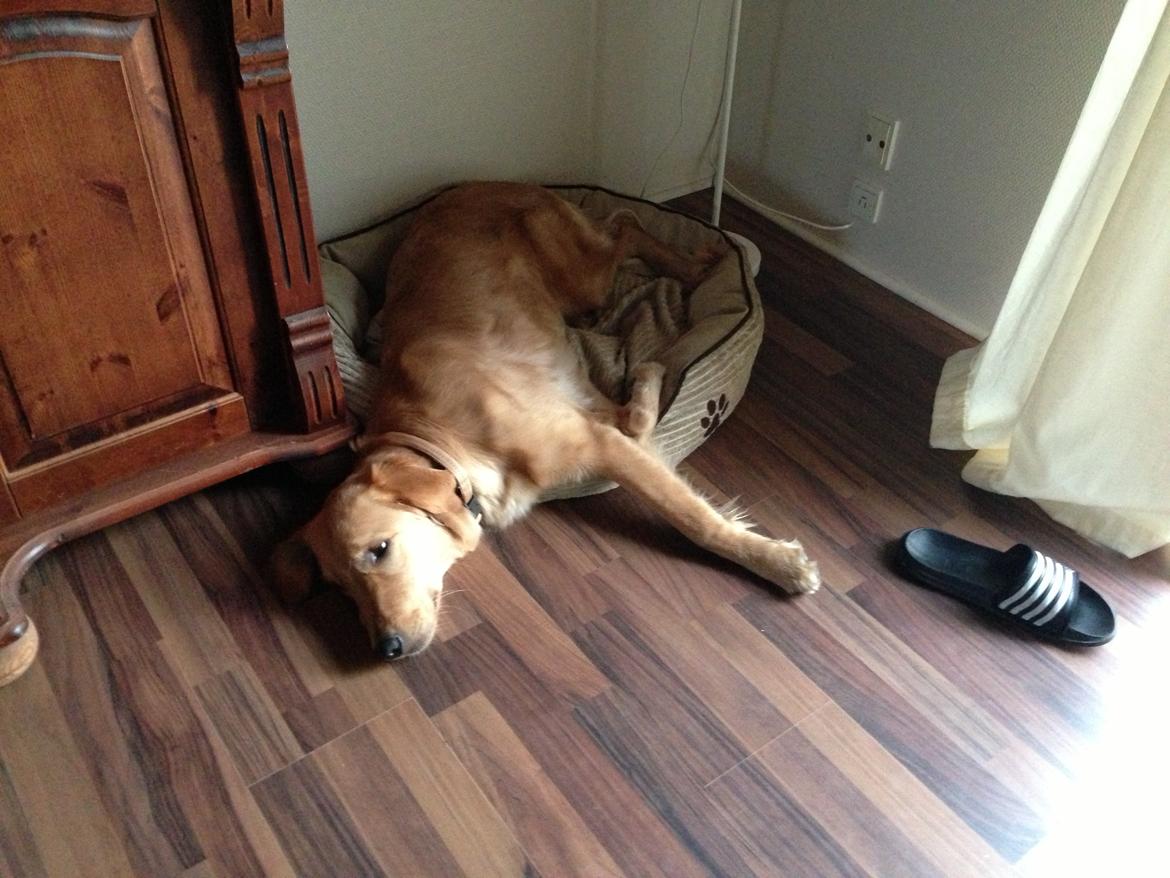 Hovawart Gaya - Jeg er TRÆT billede 1