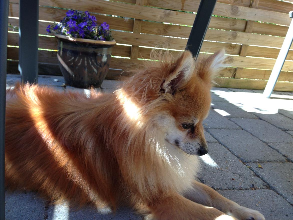 Pomeranian Mico - Holder øje med fluen billede 1