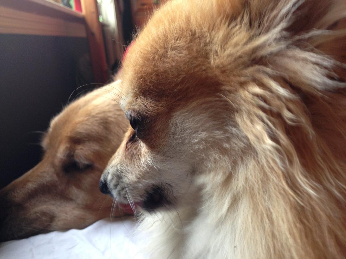 Pomeranian Mico - Mig og min veninde billede 3