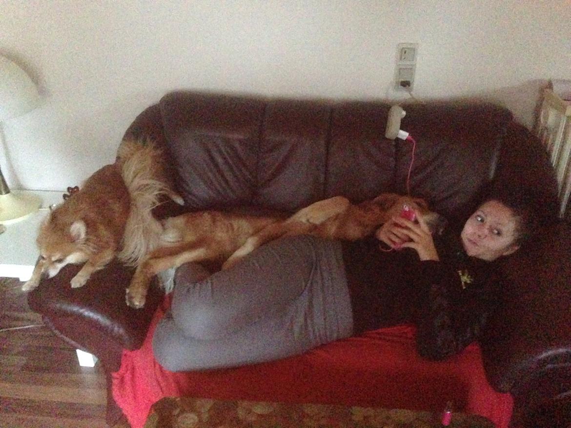 Pomeranian Mico - Hygge med min veninde og min MOAR billede 4