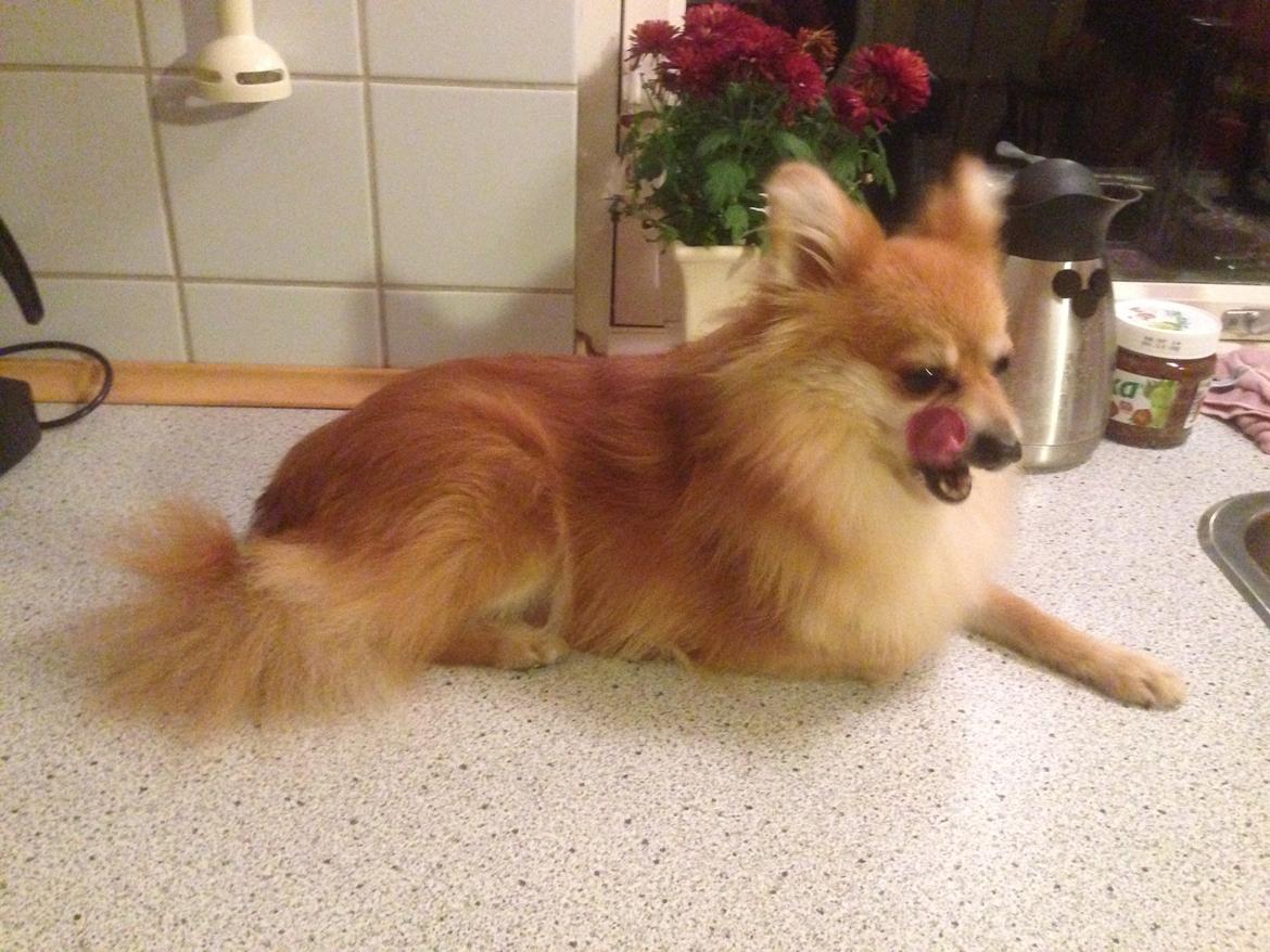 Pomeranian Mico - Har lige fået børstet tænder billede 5