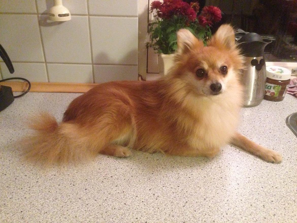 Pomeranian Mico - Og kæmmet billede 6