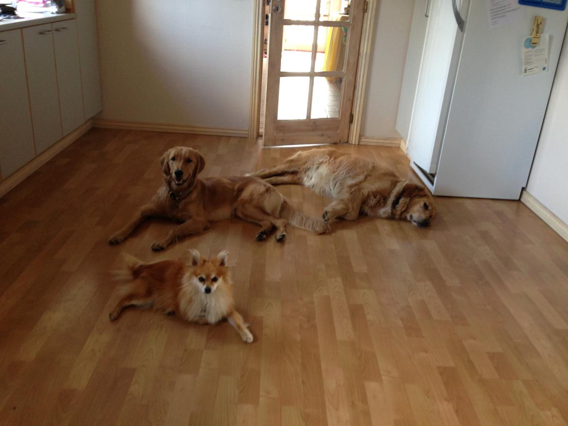 Pomeranian Mico - Mig og mine venner billede 2