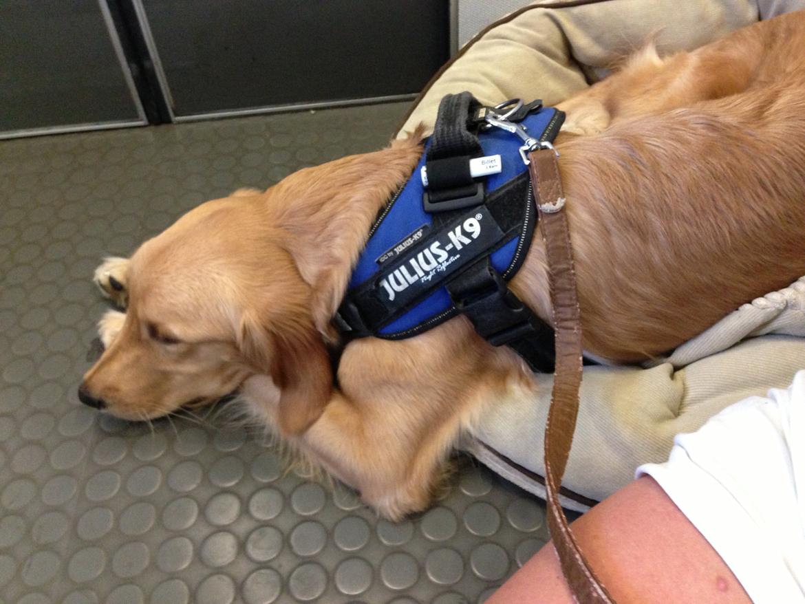 Hovawart Gaya - Første togtur billede 9