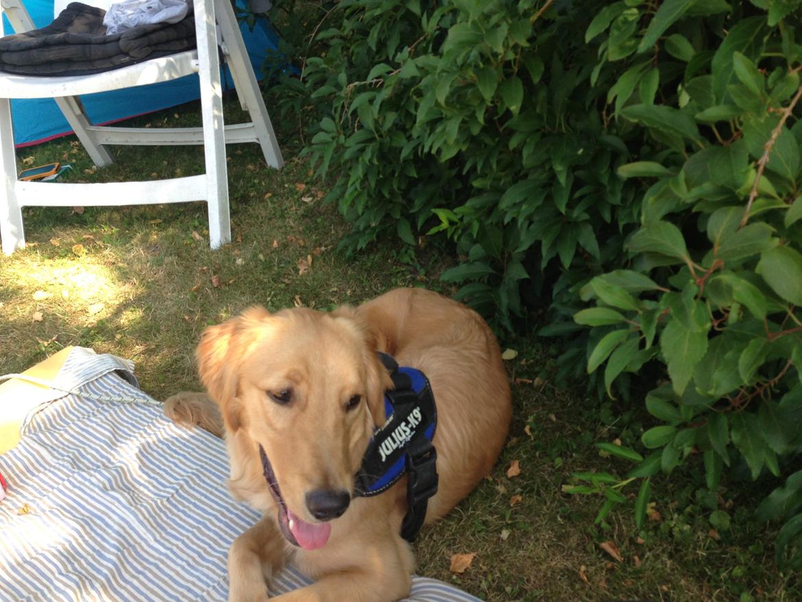 Hovawart Gaya - På camping billede 11