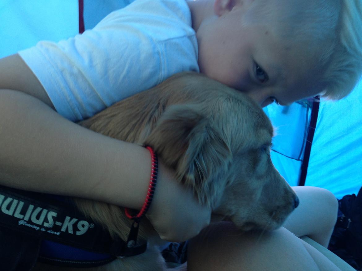 Hovawart Gaya billede 10