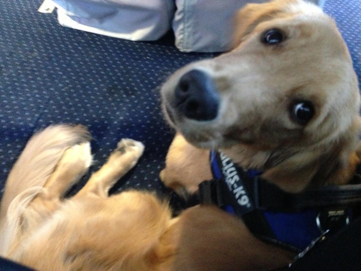 Hovawart Gaya - Så sejler vi billede 14